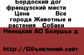 Бордоский дог ( французский масти)  › Цена ­ 50 000 - Все города Животные и растения » Собаки   . Ненецкий АО,Белушье д.